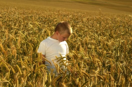 Young boy in a wheat field