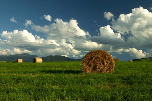 Summer field