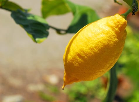 lemon