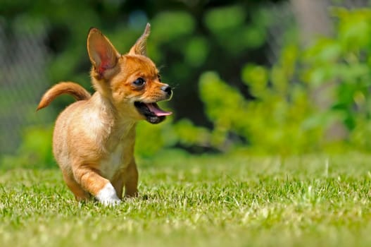 Chihuahua