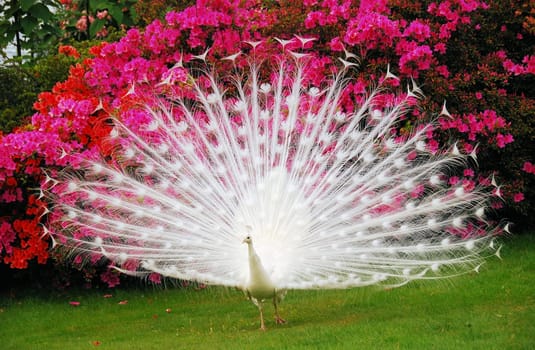 white peacock