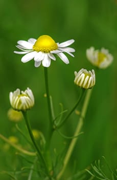 Camomile