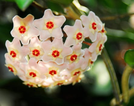 waxflower