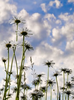 Daisies