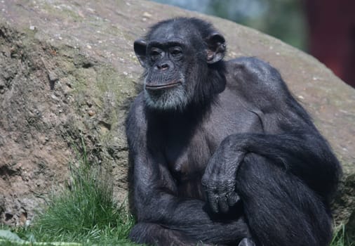 Chimpanzee Portrait