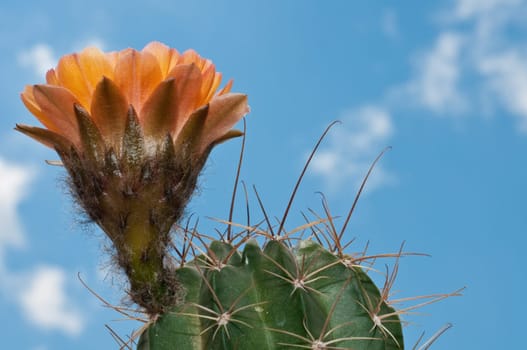 Orange blooming caucus and sky