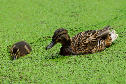 Mallard duck with young duck