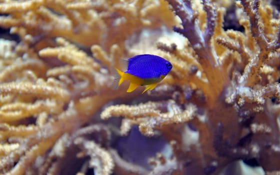 Damselfish