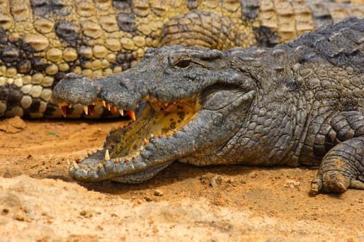 Nile crocodile,Crocodylus niloticus