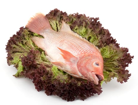 Fish tilapia on salad