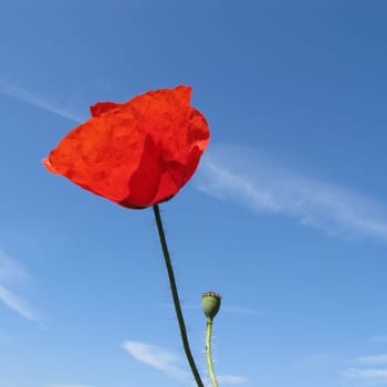 Poppies in contrast to the sky
