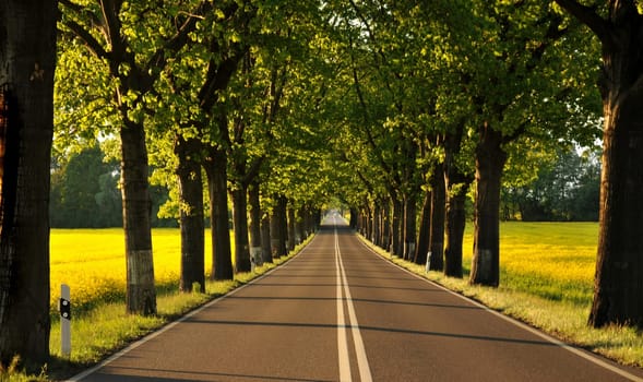 Avenue in Lusatia