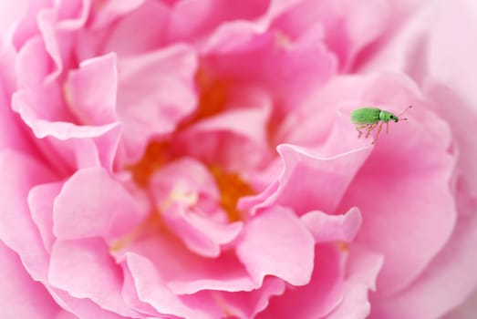 Little green weevil