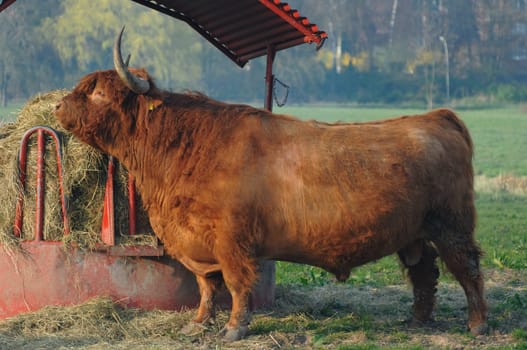Highland beef