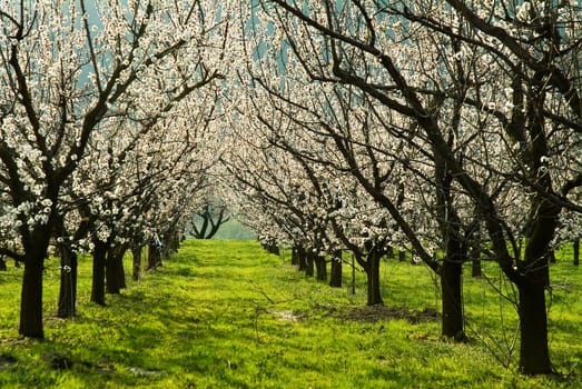 Apricot blossom Wachau