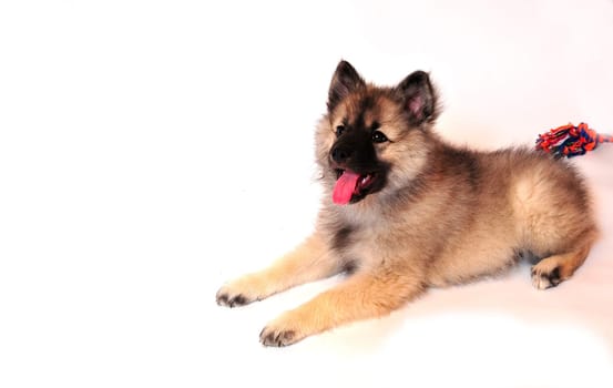 Wolfsspitz Puppy Place