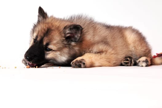 Eating Wolfsspitz puppy