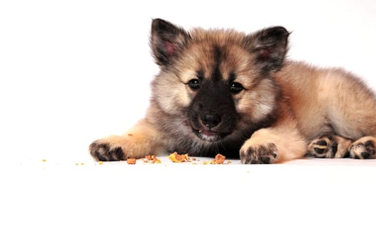 Wolfsspitz puppy playing