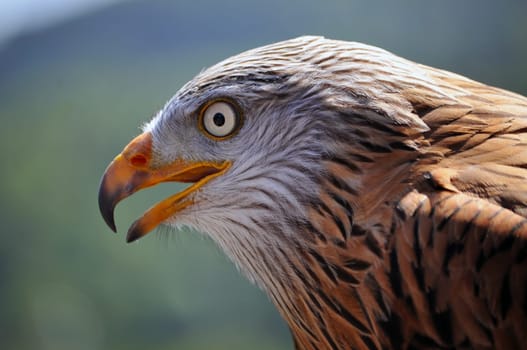 Red kite
