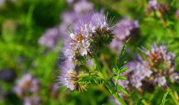 Thistle Blossom