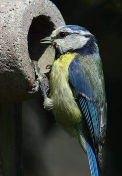 Cyanistes caeruleus,blue,incubator,feeding,family