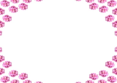 purple carnation flower blooms card background