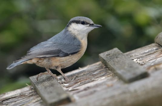 SITTA EUROPAEA,Birdhouse