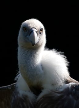 Griffon vulture