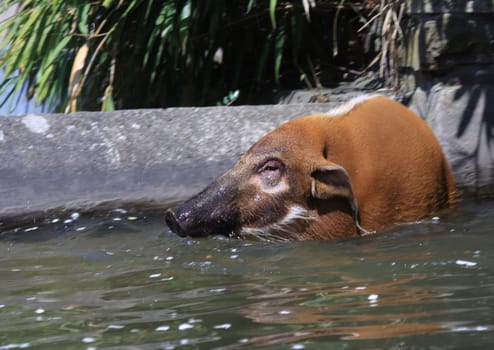 Brush-eared pig