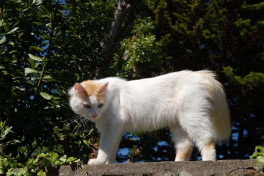 Outdoor Cats