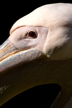 Eastern white pelican