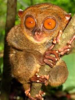 Tarsier