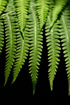 Fern