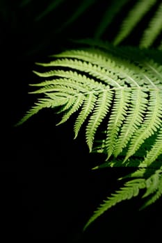 Fern