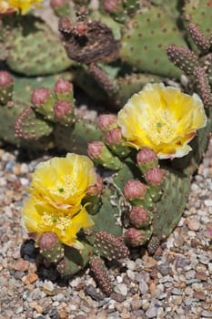 Cactus flowers