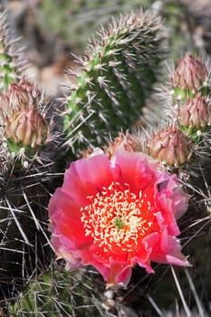 Cactus Blossom