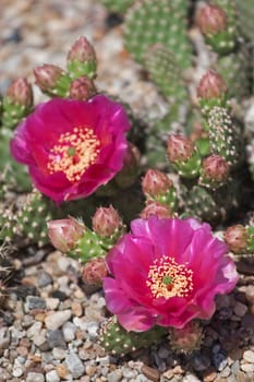 Cactus Flowers