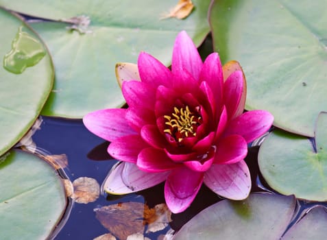 Nymphaea