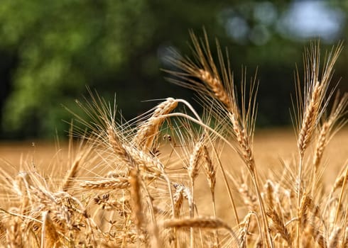 wheat background
