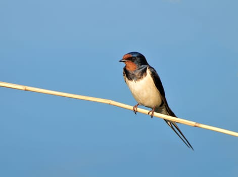 Barn swallow on reedstalk.