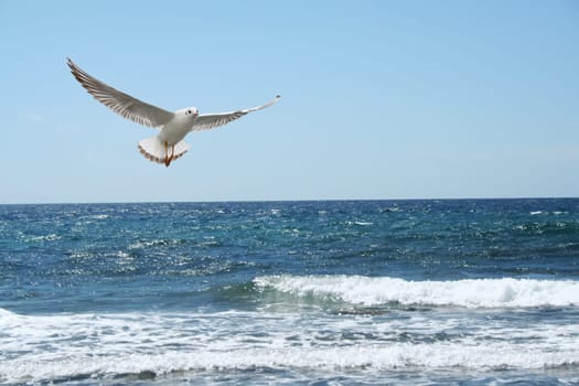 sea and seagul