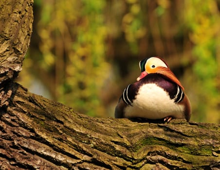 Mandarin ducks are tree-nesters. Here is a beautiful little man in an oak tree.