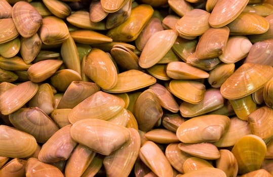 Mussels from the Mediterranean