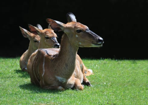 Sunbath
