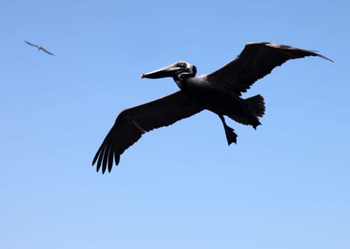 Pelican in flight