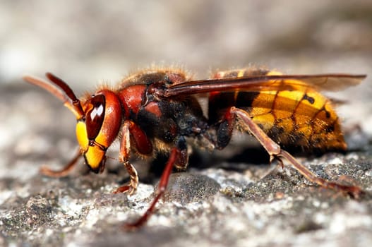 giant hornet