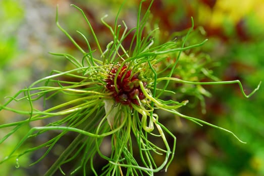 Vineyard leeks