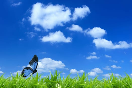 Nature background