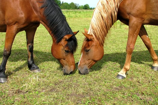 Horse Friendship