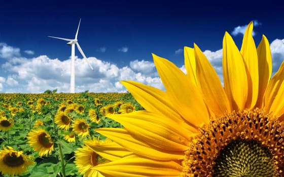 Clean energies from the nature